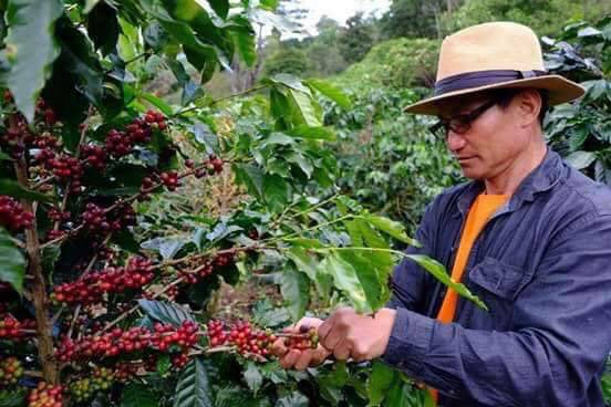 チャーリー深煎り　タイ